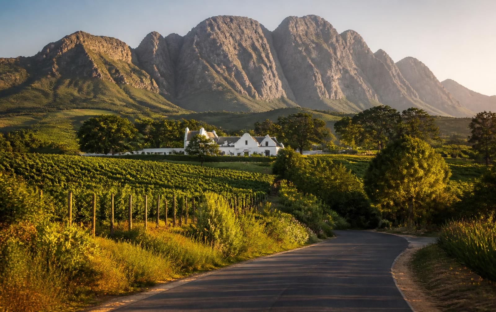 Country road through Cape Winelands vineyards